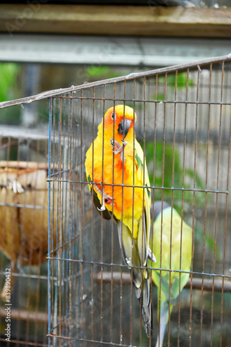 Yellow-orange-green parrots live in a large metal mesh cage on a blurred background. 