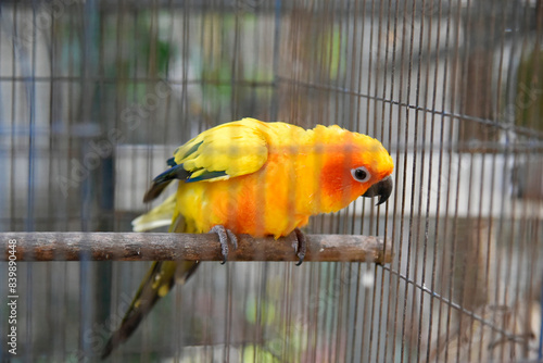 Yellow-orange-green parrots live in a large metal mesh cage on a blurred background. 
