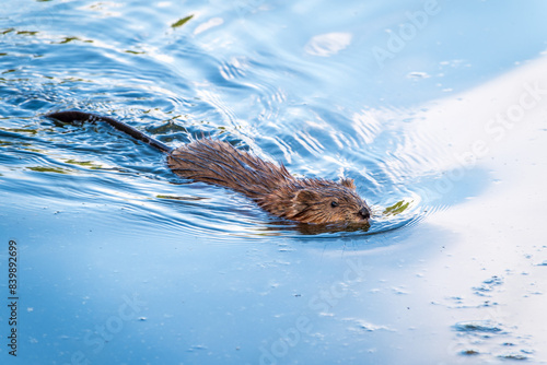 Muskrat, Ondatra zibethicuseats swiming at the surface of the lake water. © Dmitrii Potashkin