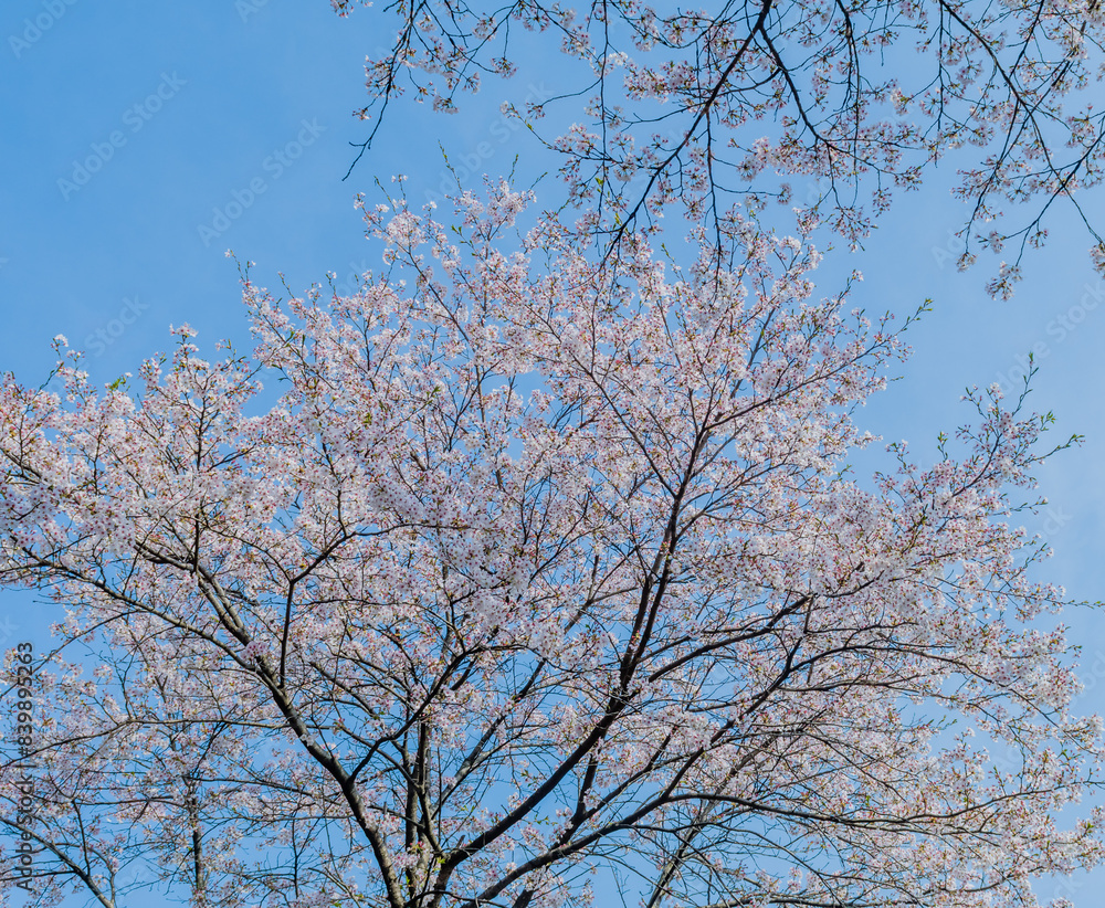View of a tree with cherry blossoms set against a clear blue sky, creating a tranquil spring atmosphere, in rural South Korea View of a tree with cherry blossoms set against a clear blue sky, creating a tranquil spring atmosphere, in rural South Korea