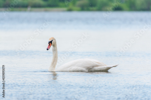 Graceful white Swan swimming in the lake  swans in the wild. Portrait of a white swan swimming on a lake.