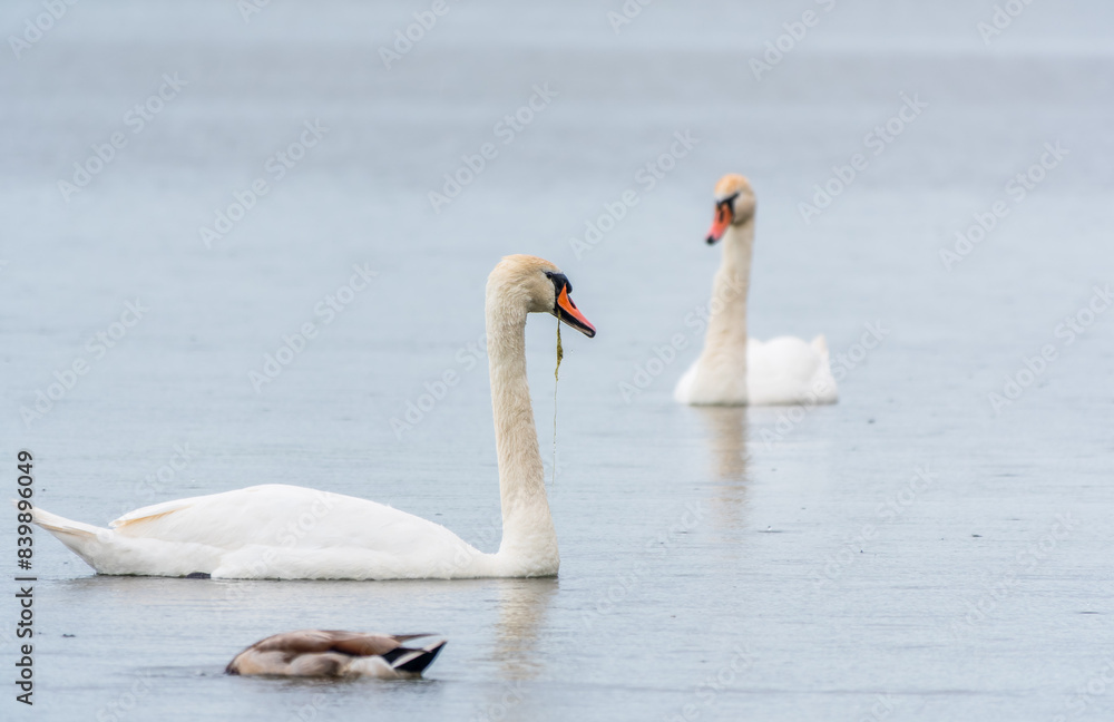 Two Graceful white Swans swimming in the lake, swans in the wild Two Graceful white Swans swimming in the lake, swans in the wild