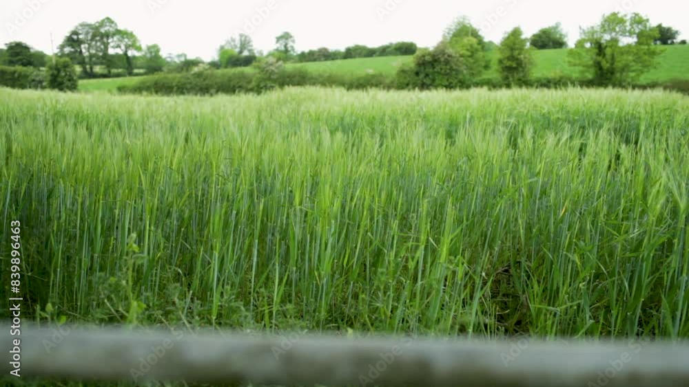 A field of barley on a farm in Northern Ireland. A field of barley on a farm in Northern Ireland.