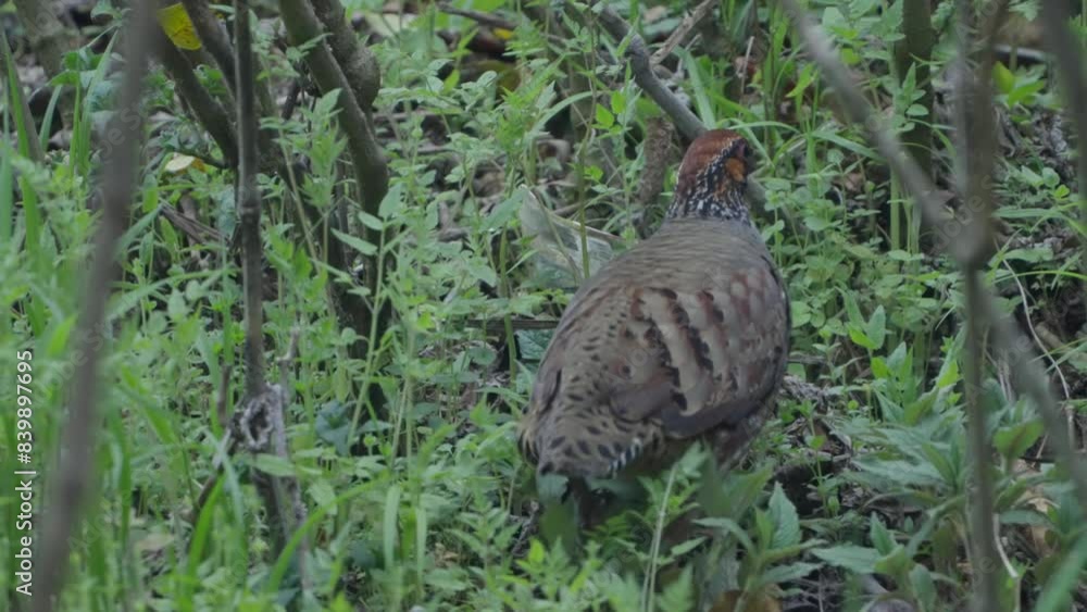 Rare Birds of Nepal. Fulchoki and Godawori Lalitpur Kathmandu. Bird species recorded in Nepal. Rare Birds of Nepal. Fulchoki and Godawori Lalitpur Kathmandu. Bird species recorded in Nepal.