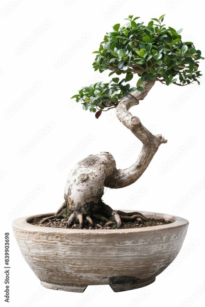 Bonsai tree in a traditional ceramic pot Bonsai tree in a traditional ceramic pot