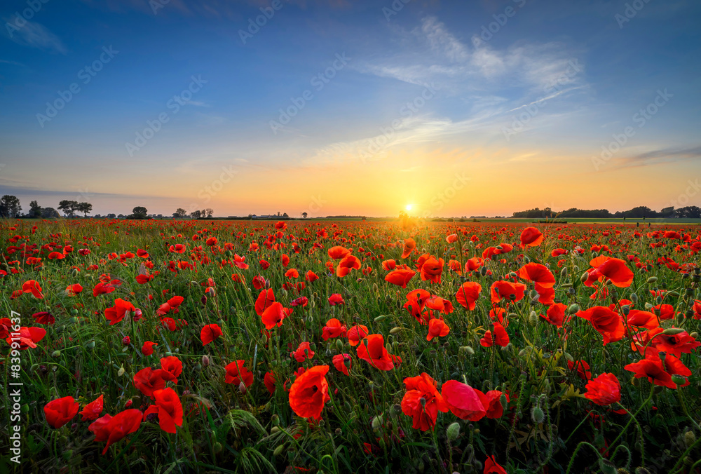 Beautiful summer sunset over poppy field Beautiful summer sunset over poppy field