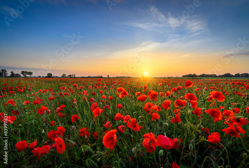 Beautiful summer sunset over poppy field