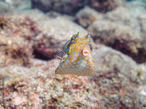 可愛いシマウミスズメ（ハコフグ科）幼魚他。

日本国静岡県伊豆半島賀茂郡南伊豆町中木から渡し船で渡るヒリゾ浜にて。
2022年9月水中撮影。

Lovely juvenile Thornback cowfish (Lactoria fornasini) and others.
 photo