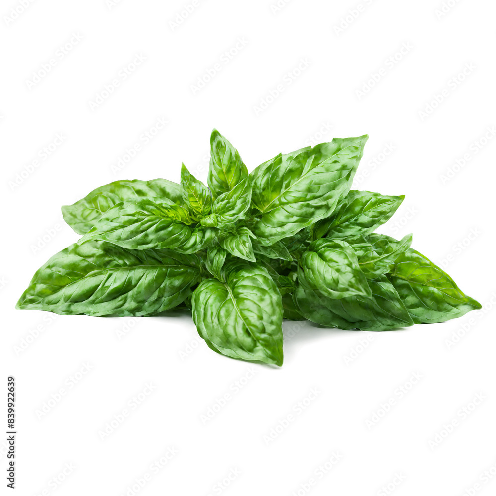 Fresh Thai basil leaves bright green color serrated edges subtle purple stems Food and culinary Fresh Thai basil leaves bright green color serrated edges subtle purple stems Food and culinary