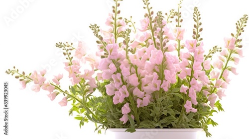 Snapdragons in beautiful pot, indoor, isolate photo stock, white background, no shadow, no logo photo