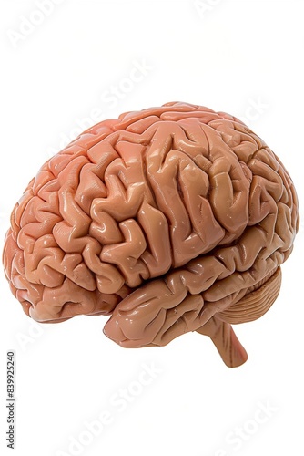 Brain model showing the anatomy and structure of the human brain.