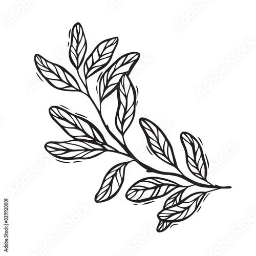Branch of pomegranate leaves. Vector botanical black and white illustration, hand drawn in linocut style on isolated background. Drawing for food and cosmetics packaging design, postcards, posters.