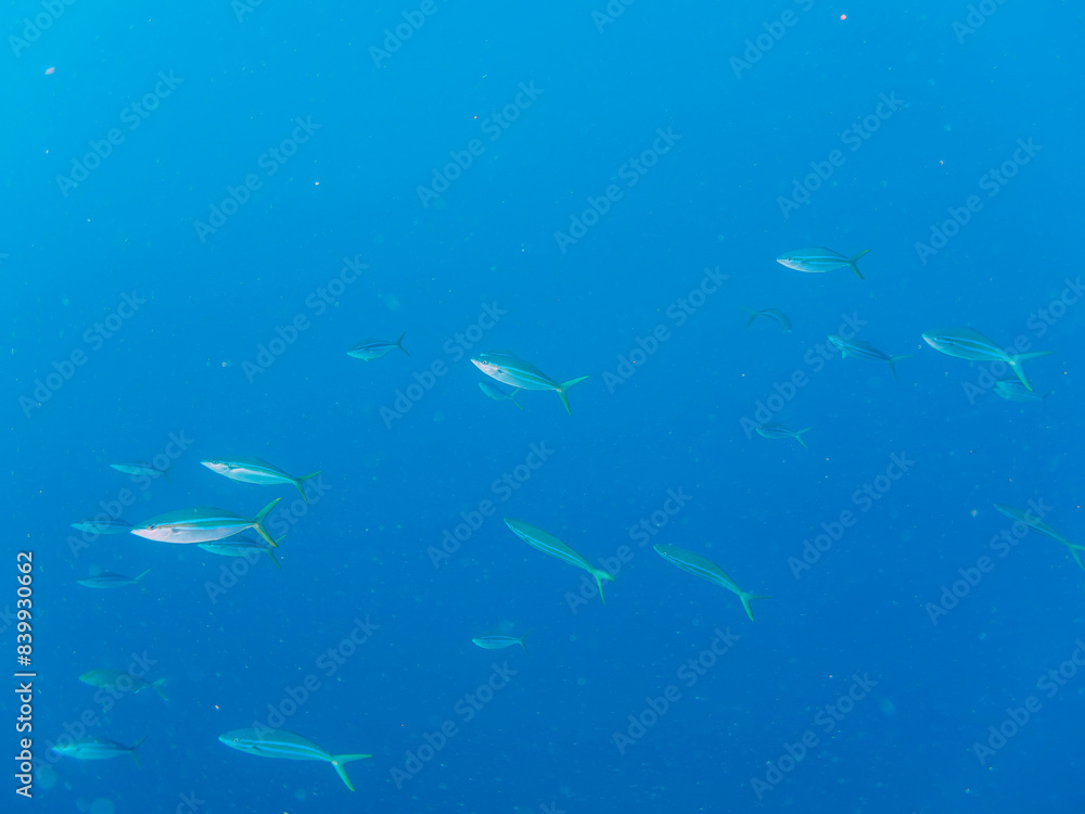 Naklejka premium キビナゴの大群を襲う迫力あるカンパチとツムブリ（アジ科）の群れ。日本国静岡県伊豆半島賀茂郡南伊豆町中木から渡し船で渡るヒリゾ浜にて。 2022年9月水中撮影。Powerful schools of Greater Amberjack (Seriola dumerili) and Rainbow Runner (Elagatis bipinnulata) attacking a large 