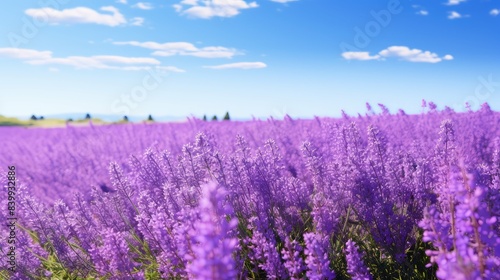 wild purple flowers isolated