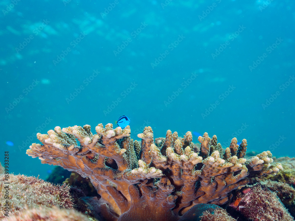 Fototapeta premium 美しいテーブルサンゴと可愛いナンヨウハギ（ニザダイ科）の幼魚とソラスズメダイ（スズメダイ科）他の群れ。日本国静岡県伊豆半島賀茂郡南伊豆町中木から渡し船で渡るヒリゾ浜にて。 2022年9月水中撮影。juvenile Palette surgeonfish (Fragtail surgeonfish), Heavenly Damselfish (Pomacentrus coelestis) a