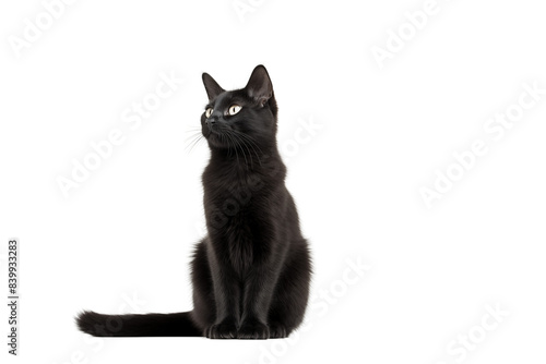 A black cat all alone against a bright transparent background.