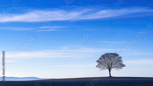 tree blue sky vertical
