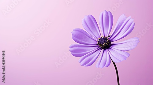 vibrant flower purple background