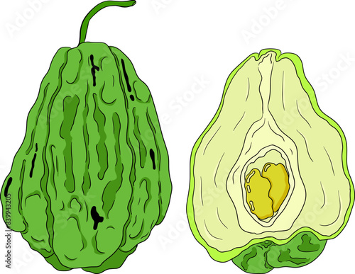 Chayote, Mexican cucumber vector colored illustration isolated on white background. Organic healthy nutrient super food vegan ingredient