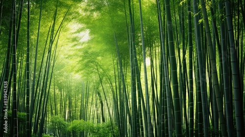 forest bamboo stalk