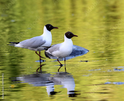 Photography Black-headed gull