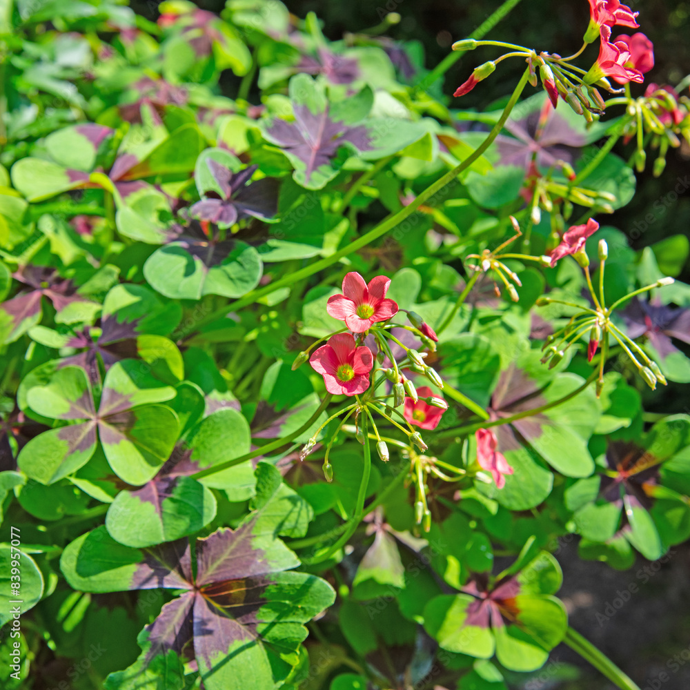 Blühender Glücksklee, Oxalis tetraphylla, Nahaufnahme Blühender Glücksklee, Oxalis tetraphylla, Nahaufnahme