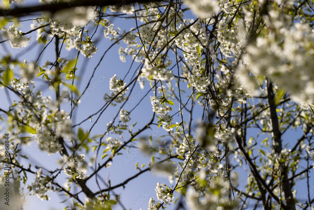 white flowers on cherry trees in the orchard white flowers on cherry trees in the orchard