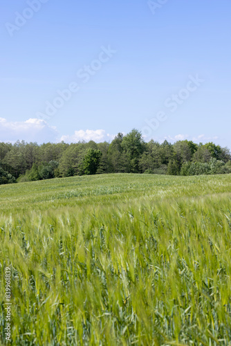 a field with green unripe barley in spring in windy weather