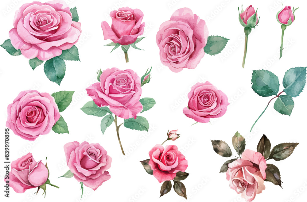 Watercolor Rose Watercolor Rose
