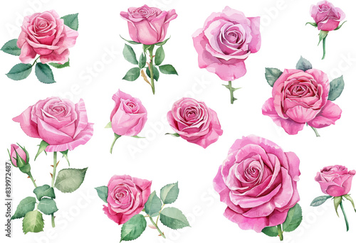 rose flower spring floral watercolor on white isolated background. pink rose watercolor illustration.