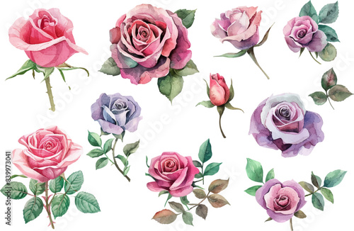 rose flower spring floral watercolor on white isolated background. pink rose watercolor illustration.