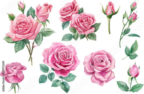 rose flower spring floral watercolor on white isolated background. pink rose watercolor illustration.