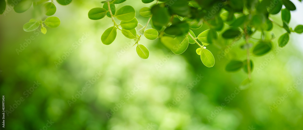 Nature of green leaf in garden at summer. Natural green leaves plants using as background cover page greenery environment ecology wallpaper