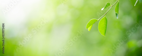 Nature of green leaf in garden at summer. Natural green leaves plants using as background cover page greenery environment ecology wallpaper
