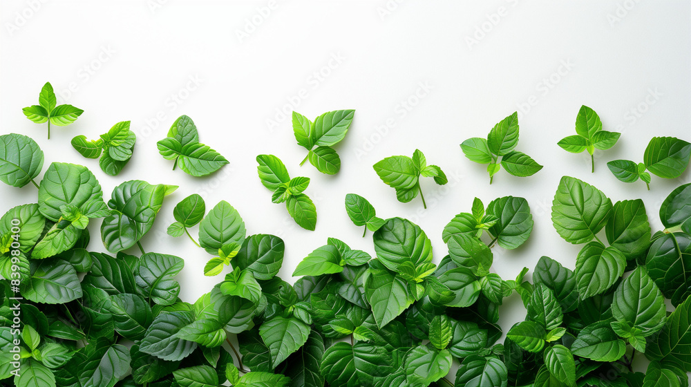 Border of Beautiful Small Green Leaves on White Background Border of Beautiful Small Green Leaves on White Background