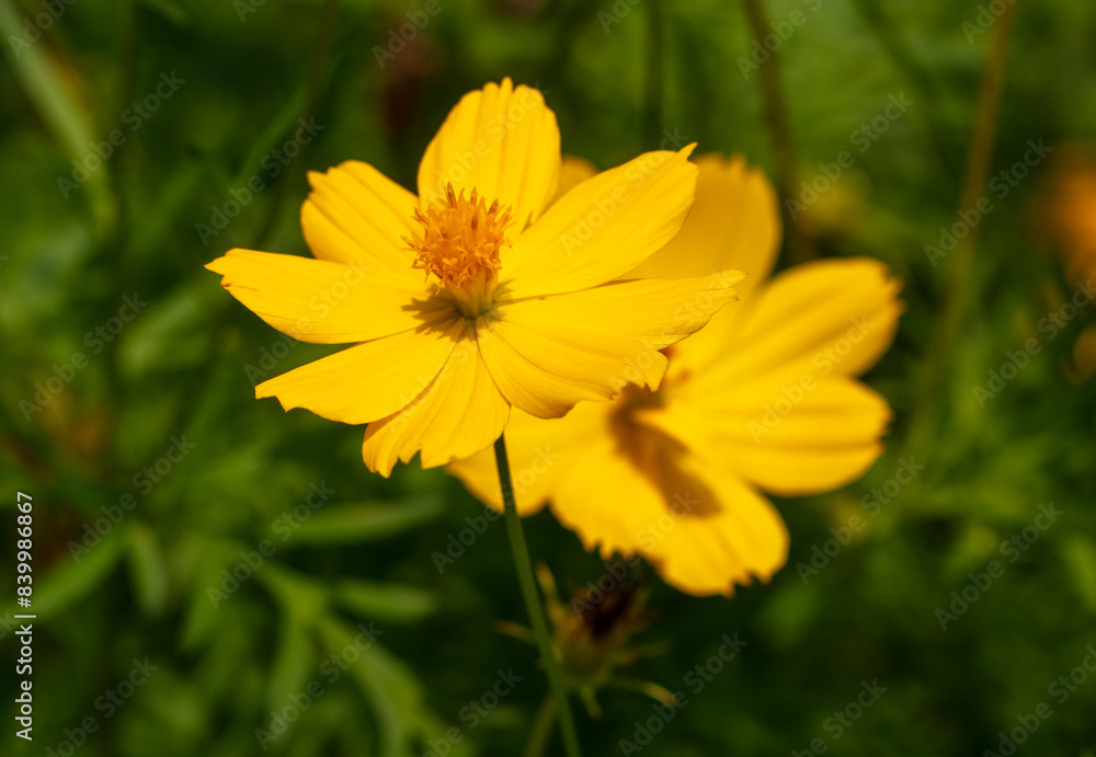 Beautiful yellow flower in a tropical garden Beautiful yellow flower in a tropical garden