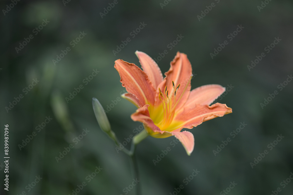 Fototapeta premium ノカンゾウ