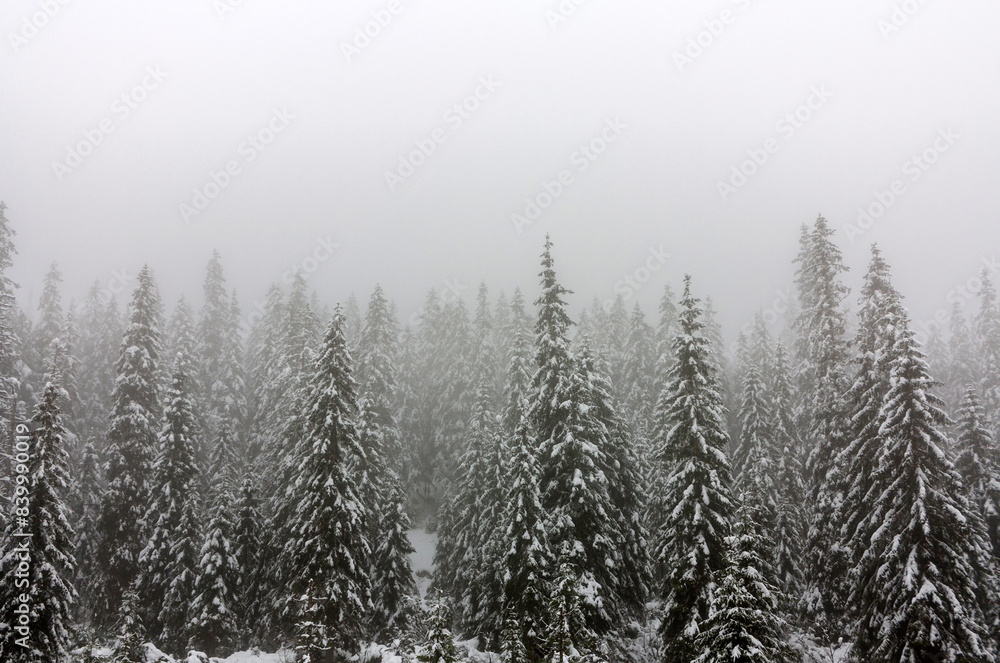 Foggy Winter Forest. Fog in the Woods. Spruce Trees Covered with Snow. Nobody. Wintertime Landscape. Foggy Winter Forest. Fog in the Woods. Spruce Trees Covered with Snow. Nobody. Wintertime Landscape.