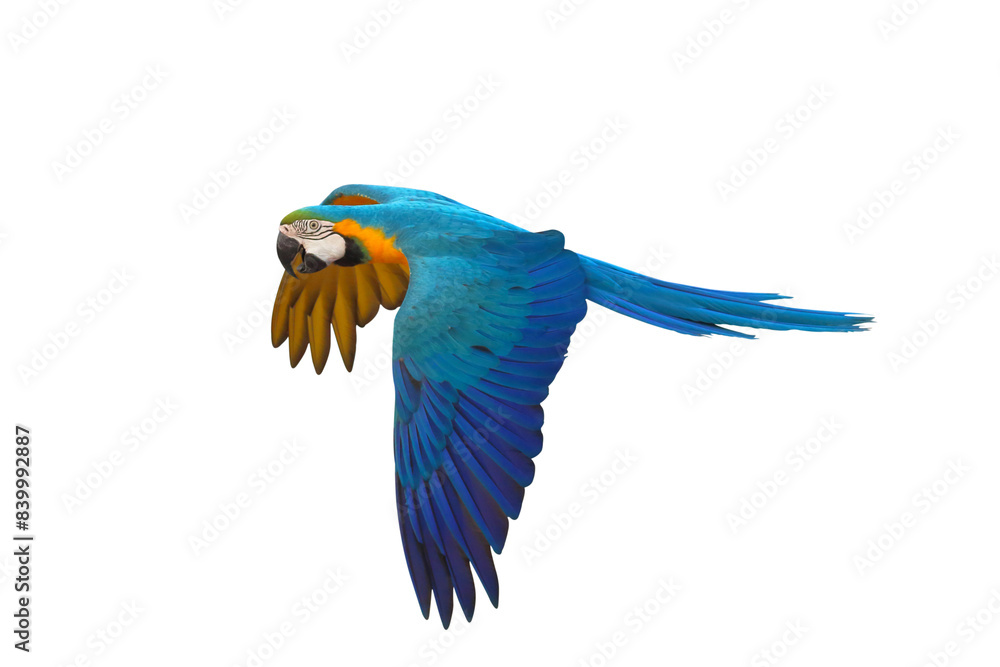 Fototapeta premium Colorful flying Blue and Gold Macaw parrot isolated on transparent background png file
