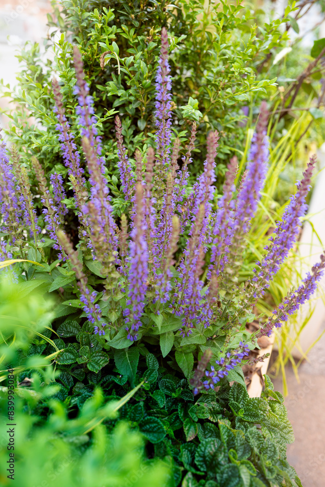Obraz premium summer flowers with green garden