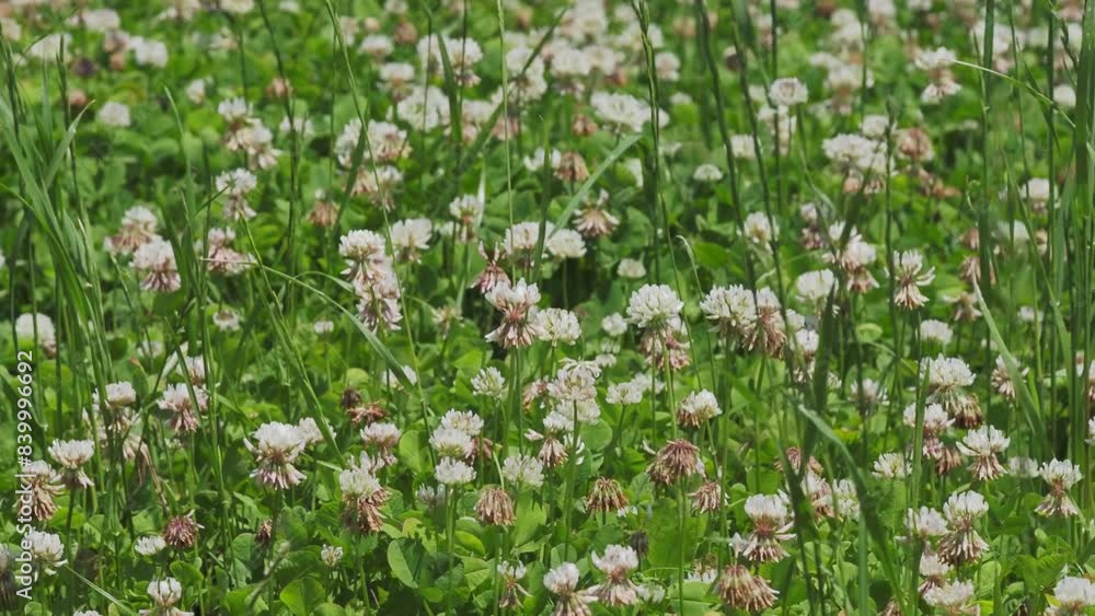 白詰草の花が咲く大和川河川敷 白詰草の花が咲く大和川河川敷