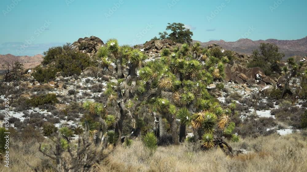 Joshua Tree National Park showcasing diverse landscapes and vegetation. Joshua Tree National Park showcasing diverse landscapes and vegetation.