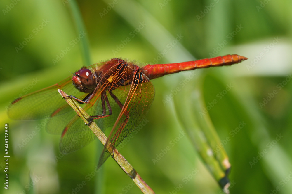 Closeup on a bright red Cardinal Meadowhawk dragonfly, Sympetrum illotum perched in vegetation in South Oregon Closeup on a bright red Cardinal Meadowhawk dragonfly, Sympetrum illotum perched in vegetation in South Oregon