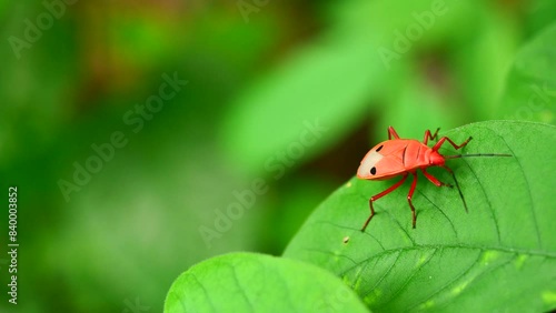 Man-faced stink bug on leaf with natural green background, Red insect with black stripes that resembles a human face, Thailand photo