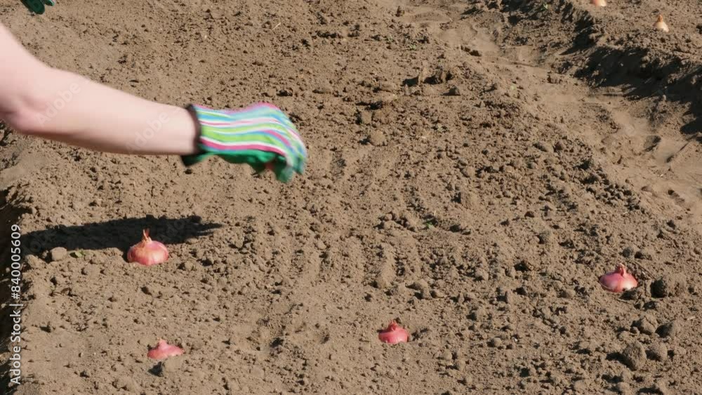 Close-up of a woman in bright striped gloves sowing onion seedlings. Concept of natural organic bio farming in agriculture and spring gardening. Sowing and planting. UHD 4K. Close-up of a woman in bright striped gloves sowing onion seedlings. Concept of natural organic bio farming in agriculture and spring gardening. Sowing and planting. UHD 4K.