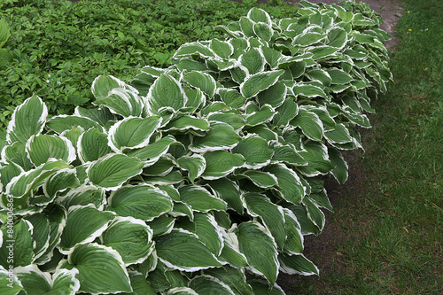 hosta with variegated leaves