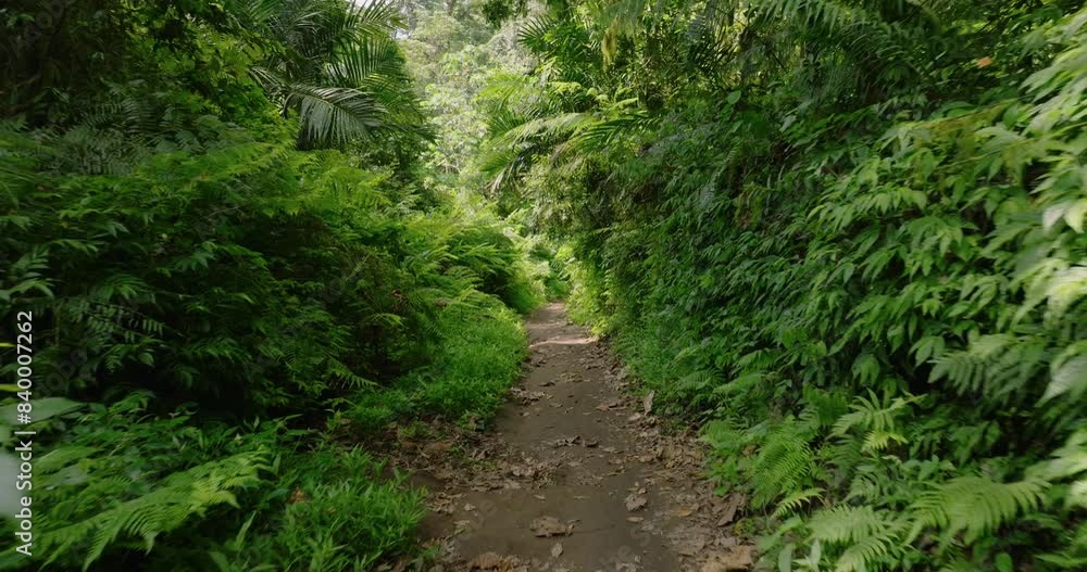 Path in the tropical forest in Bali. Nature background of a rainforest. Path in the tropical forest in Bali. Nature background of a rainforest.