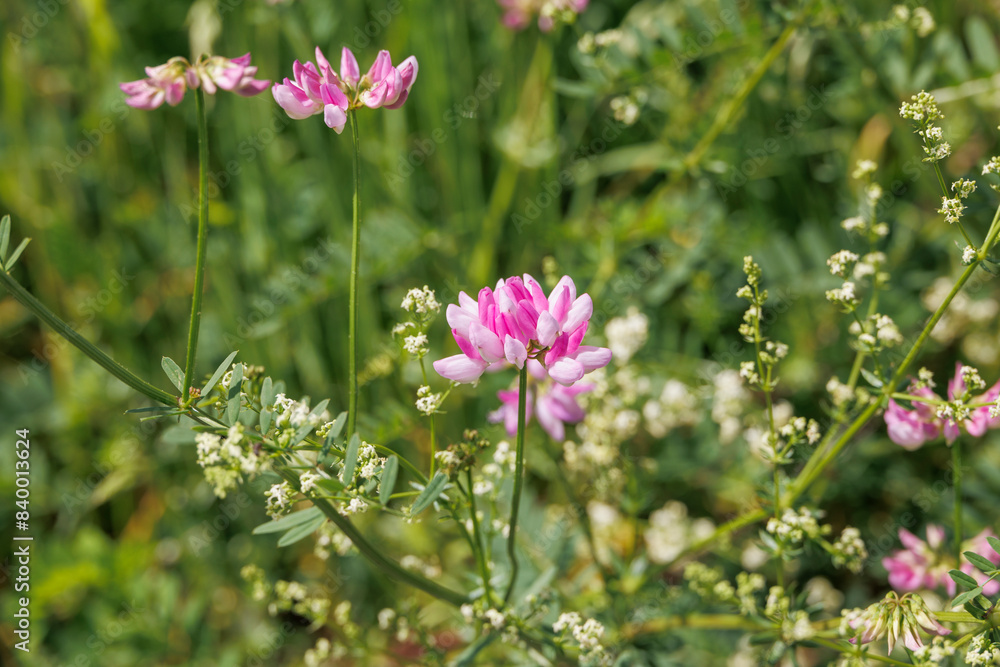 Flowering umbels of a colourful crown vetch in a meadow at Lake Mandicho near Augsburg Flowering umbels of a colourful crown vetch in a meadow at Lake Mandicho near Augsburg