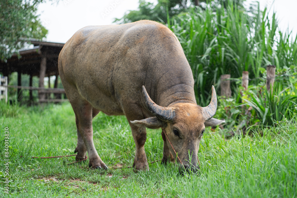 Water buffalo in agriculture field of rural Thailand. Water buffalo in agriculture field of rural Thailand.