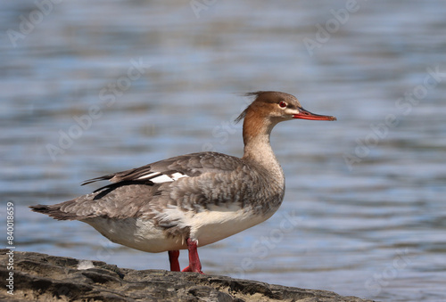 Photography Red-breasted merganser
